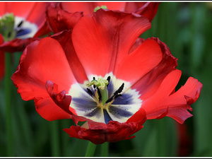 Lisse-Keukenhof 210