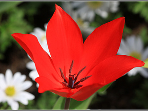 Lisse-Keukenhof 212