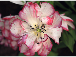 Lisse-Keukenhof 214