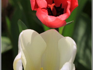 Lisse-Keukenhof 220