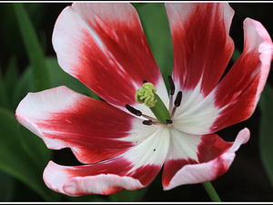 Lisse-Keukenhof 222