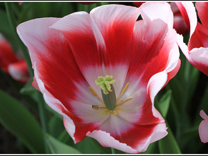 Lisse-Keukenhof 223