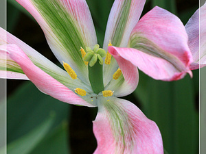 Lisse-Keukenhof 230