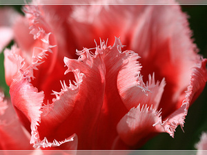 Lisse-Keukenhof 238