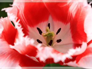 Lisse-Keukenhof 239