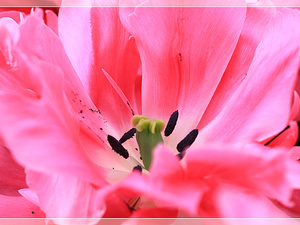 Lisse-Keukenhof 241