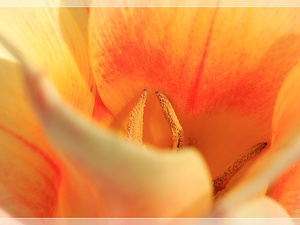 Lisse-Keukenhof 249