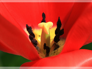 Lisse-Keukenhof 251