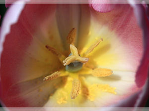 Lisse-Keukenhof 252