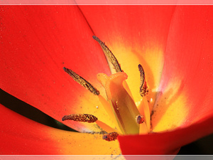 Lisse-Keukenhof 258