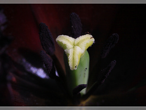 Lisse-Keukenhof 271