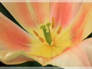 Lisse-Keukenhof 273