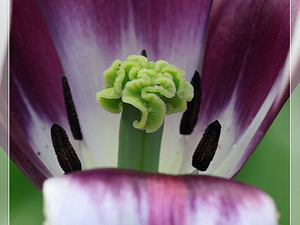 Lisse-Keukenhof 279