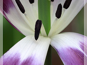 Lisse-Keukenhof 282