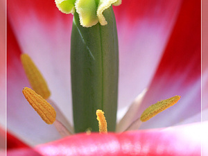 Lisse-Keukenhof 285