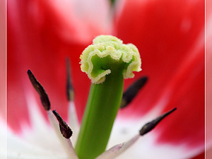 Lisse-Keukenhof 289