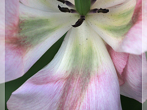 Lisse-Keukenhof 291