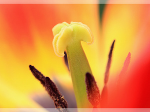 Lisse-Keukenhof 298