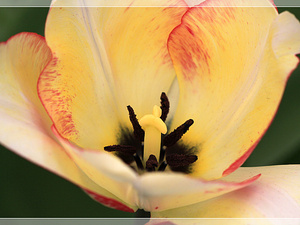 Lisse-Keukenhof 299