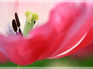 Lisse-Keukenhof 300