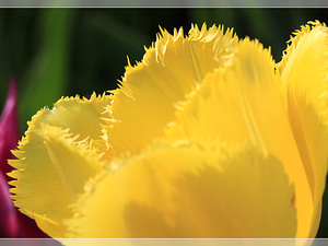 Lisse-Keukenhof 327