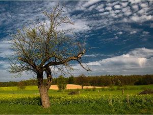 Zawidowskie klimaty wiosenne 