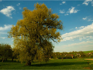 Zawidowskie klimaty wiosenne 