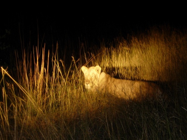 nocne safari