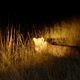 nocne safari