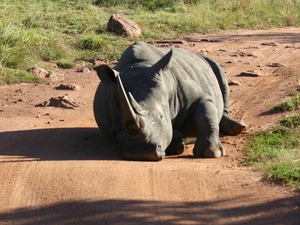 Wielkie rino