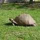 stary żółw