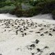 plaża z pingwinami