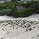 plaża z pingwinami