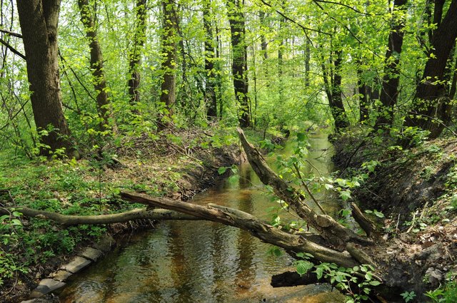 Roztoczański Park Narodowy