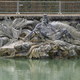 Wersal - ogrody - fontanna Neptuna
