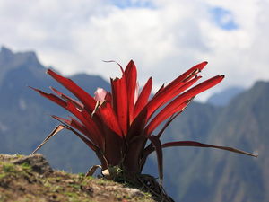 kwiat Inków