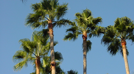 gaj palmowy