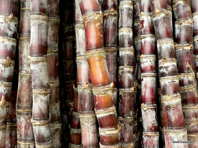 Suzhou - bambus