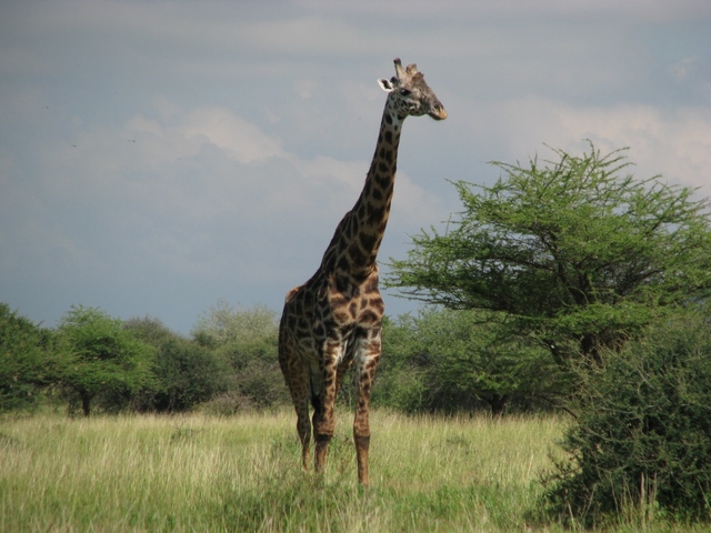 W drodze do Ngorongoro - żyrafa