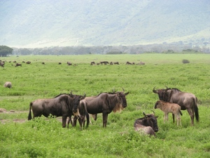Ngorongoro - gnu