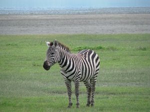 Ngorongoro - zebra