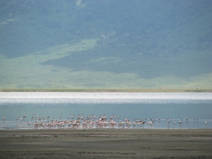 Ngorongoro - flamingi