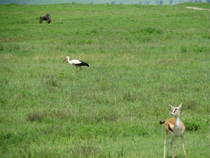 Ngorongoro - bocian, czyli nasi tu byli
