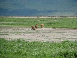 Ngorongoro - lwy