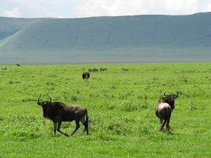 Ngorongoro - gnu
