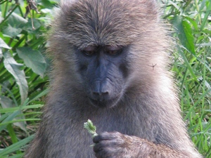Ngorongoro - małpa romantyczka
