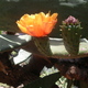Ogrody Majorelle - kwiat opuncji