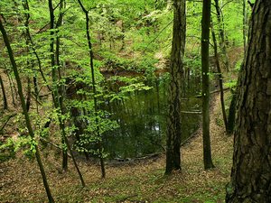 Soipot 2010-wiosna  w  rezerwacie "Łęg  nad  Swelinią"