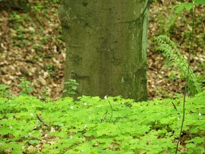 Soipot 2010-wiosna  w  rezerwacie "Łęg  nad  Swelinią"