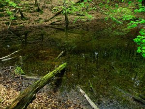 Soipot 2010-wiosna  w  rezerwacie "Łęg  nad  Swelinią"